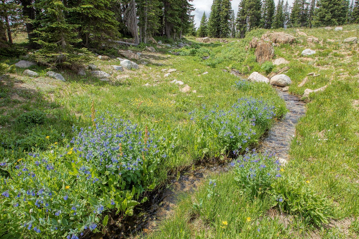 Streamside Bluebells Snowy Range Wyoming