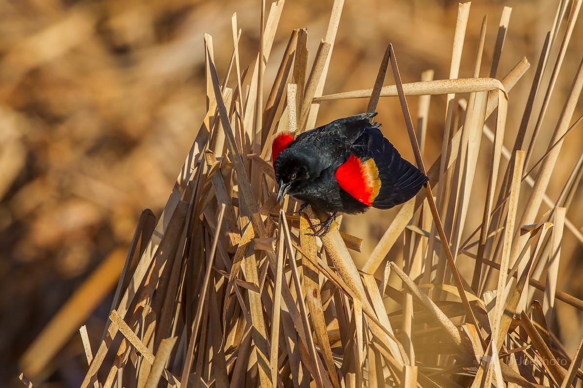 Red-winged Ocean Lake Wyoming