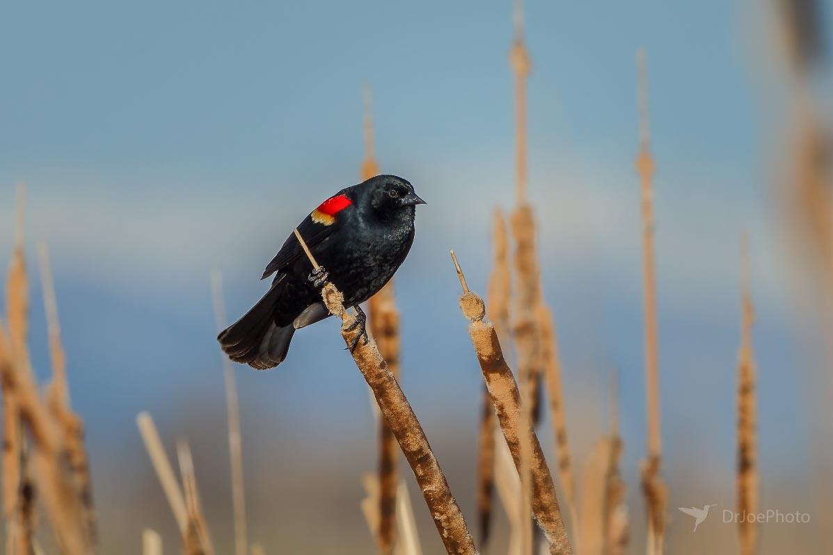 Red-winged Ocean Lake Wyoming