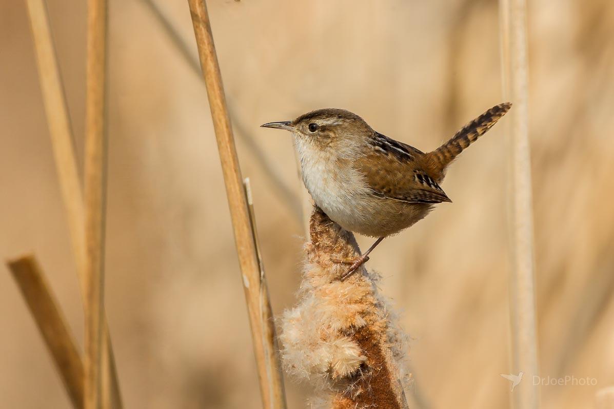 Marsh Wren Ocean Lake Wyoming