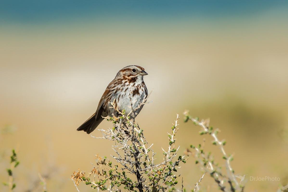 Song Sparrow Ocean Lake Wyoming