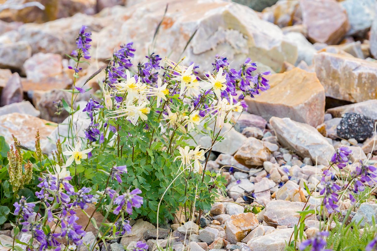 Columbine, Mountain Penstemon Snowy Range Wyoming