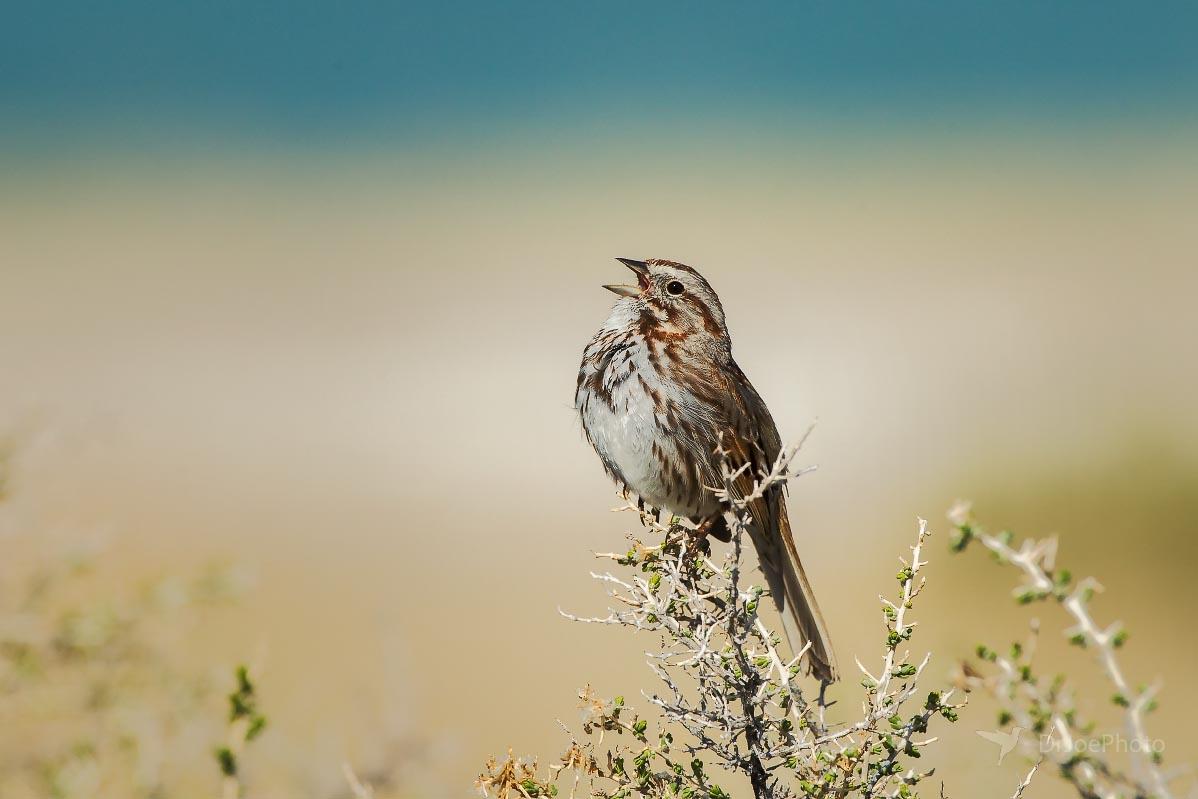 Song Sparrow Ocean Lake Wyoming