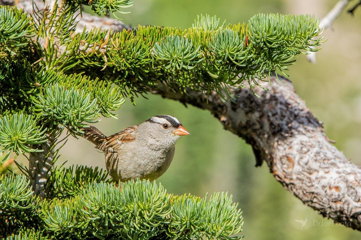 White-crowned Sparrow Snowy Range Wyoming