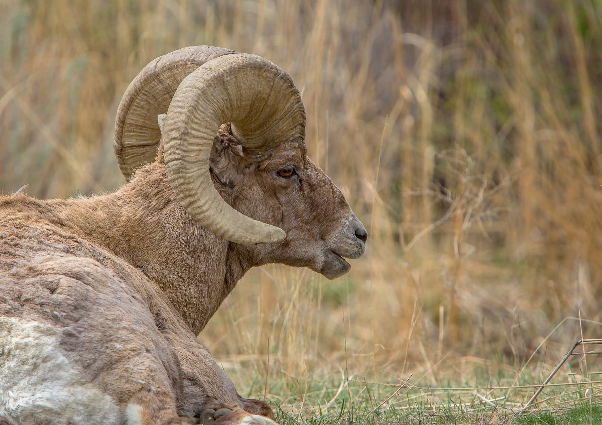 Big Horn Sheep Wyoming