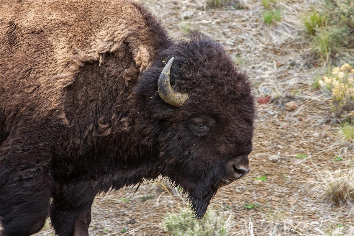 Bison Wyoming