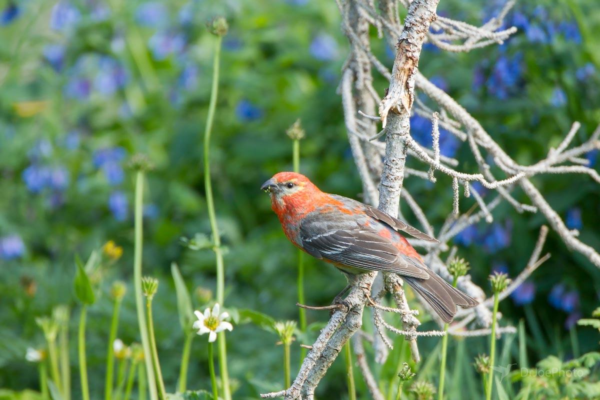 Pine Grosbeak, Mountain Bluebells Snowy Range Wyoming