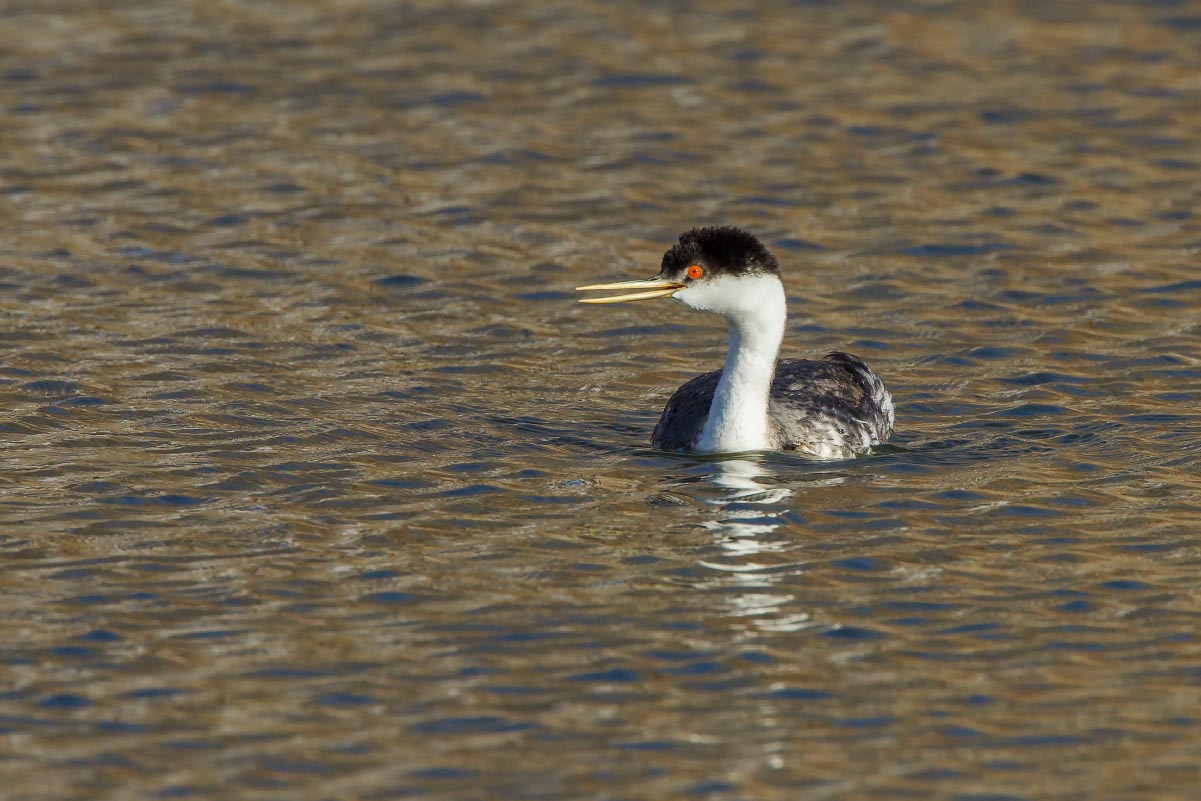 Western Grebe Hot Springs State Park Wyoming