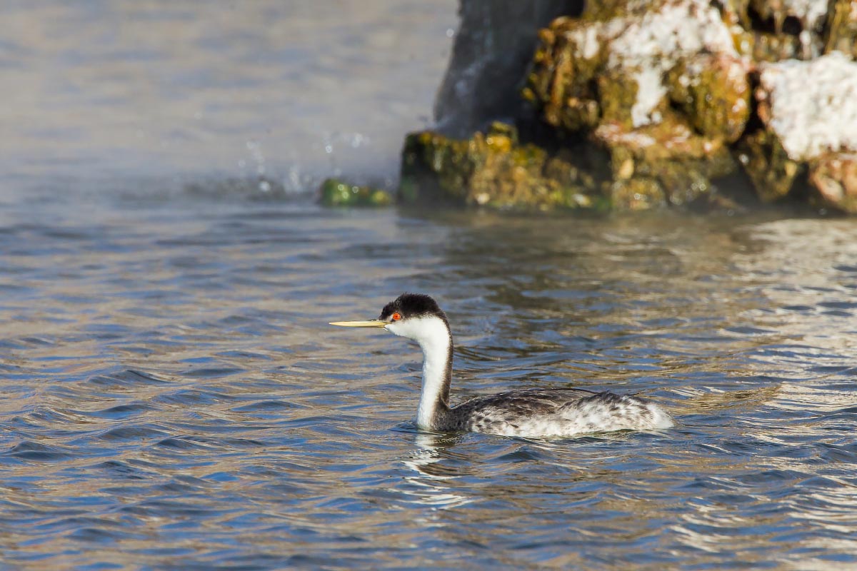 Western Grebe Hot Springs State Park Wyoming