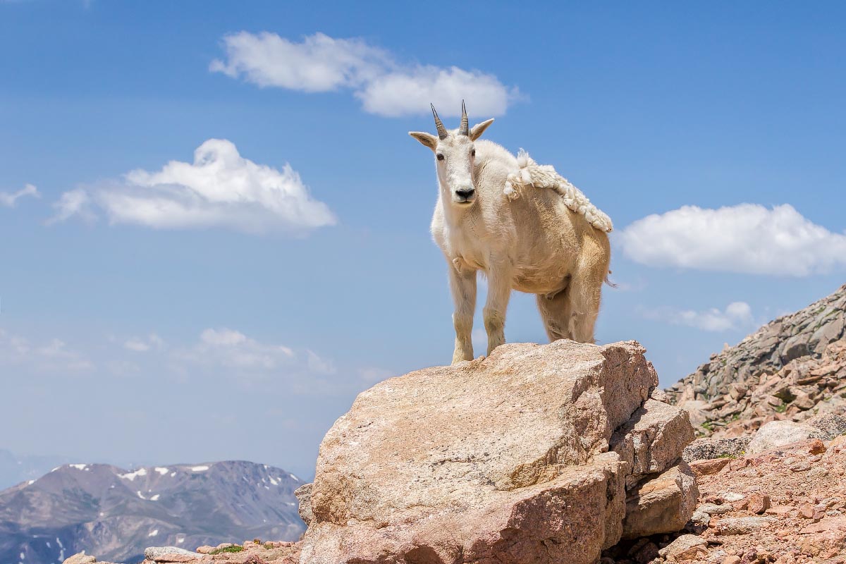 Mountain Goat Mount Evans Colorado