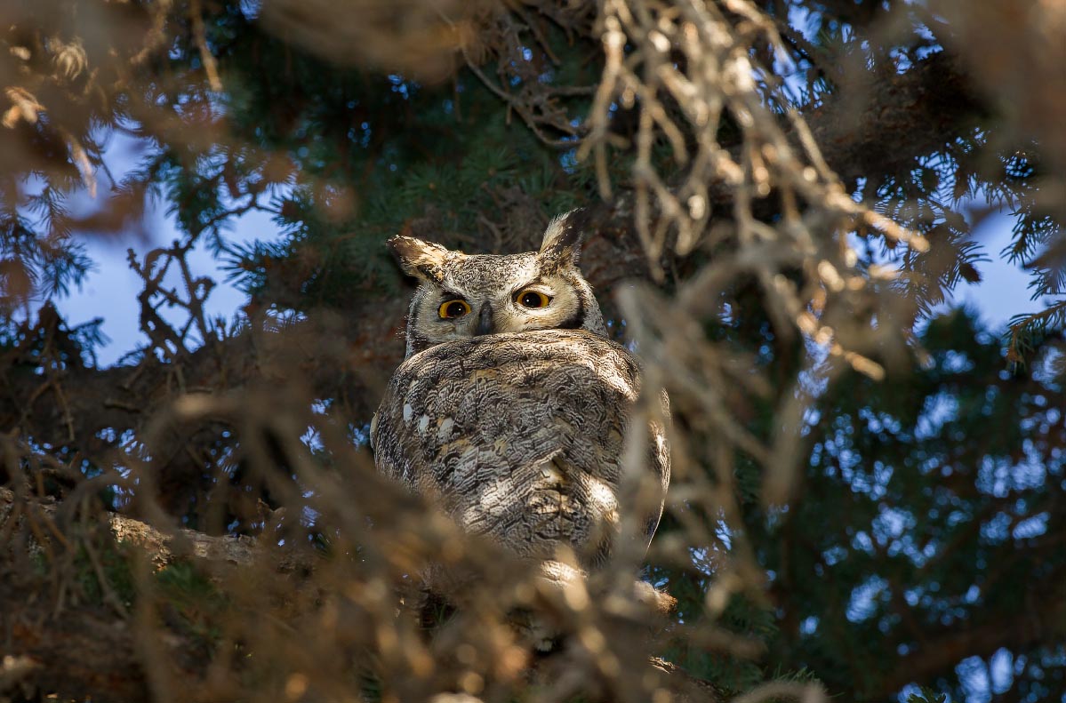 Great Horned Owl Wyoming