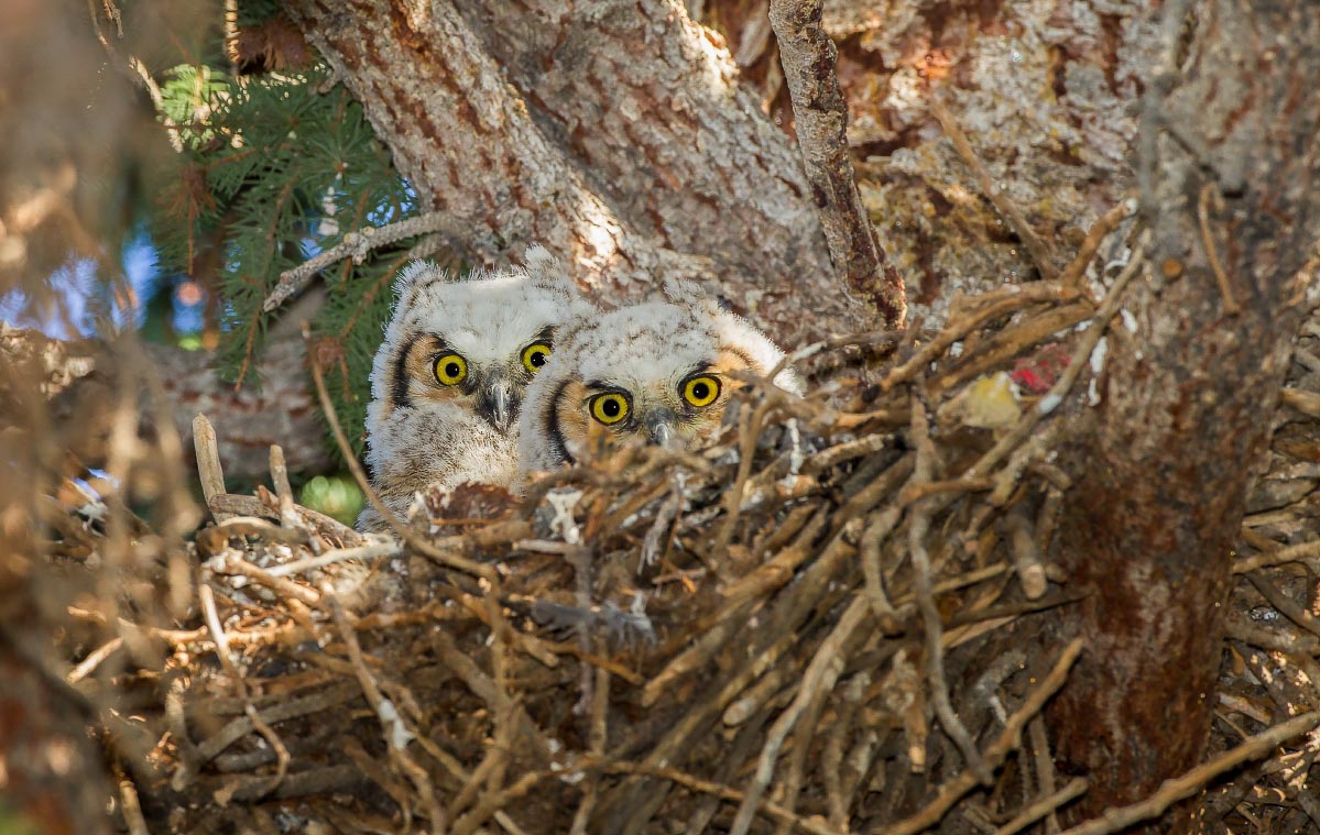 Great Horned Owlets Wyoming