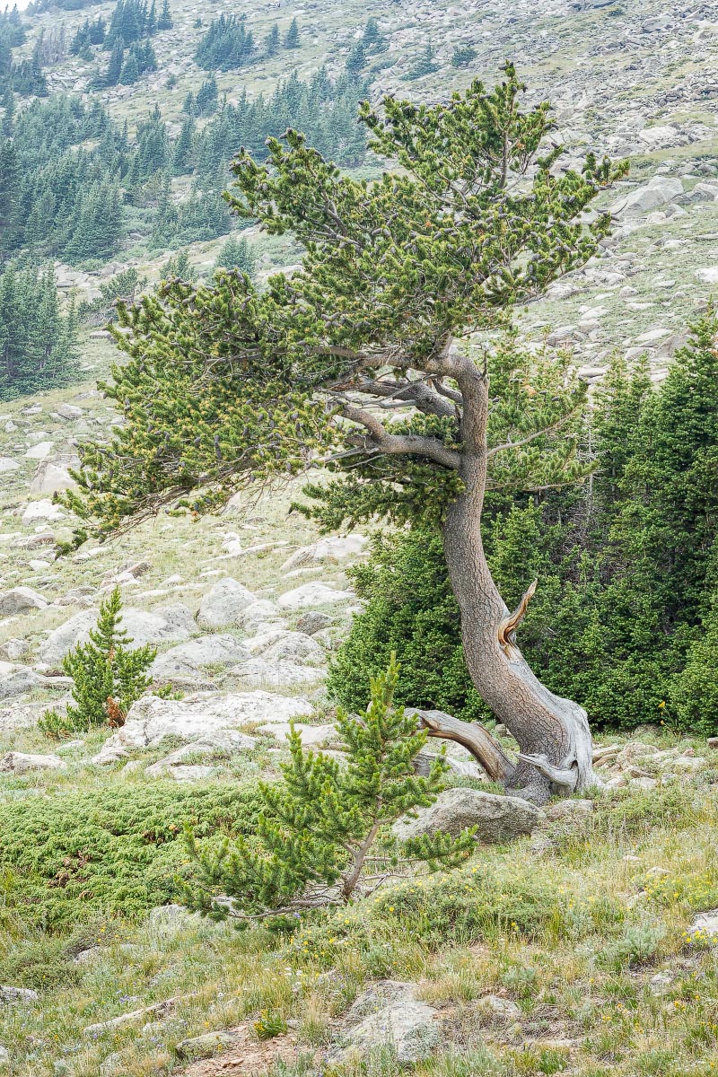 Bristlecone Pine Colorado