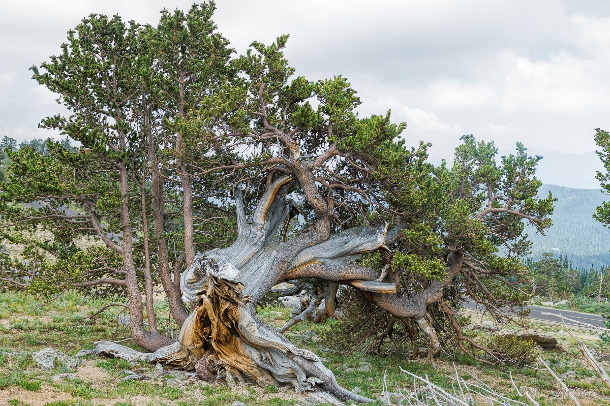 Bristlecone Pine Colorado