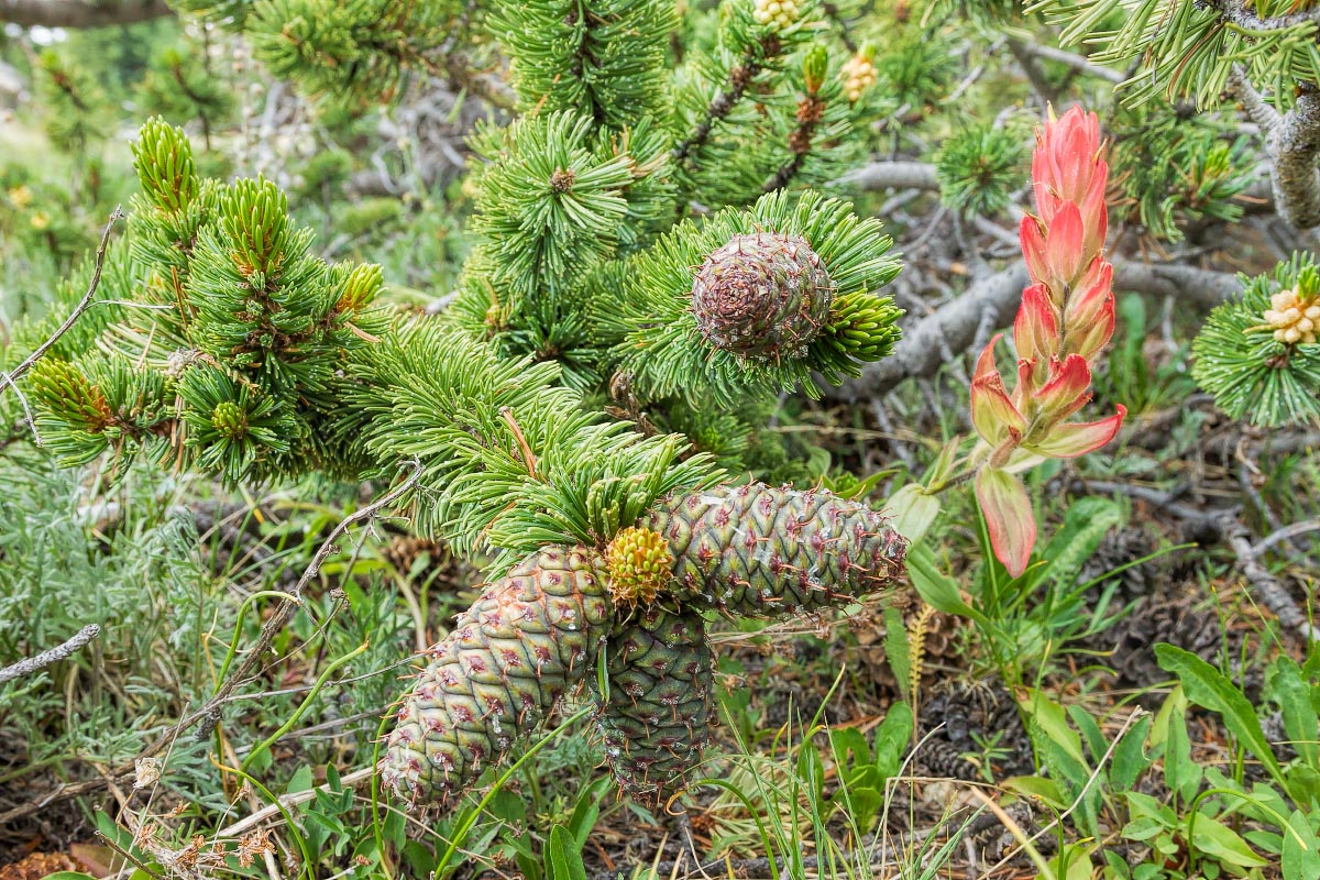 Paintbrush with Bristlecone Pine Colorado