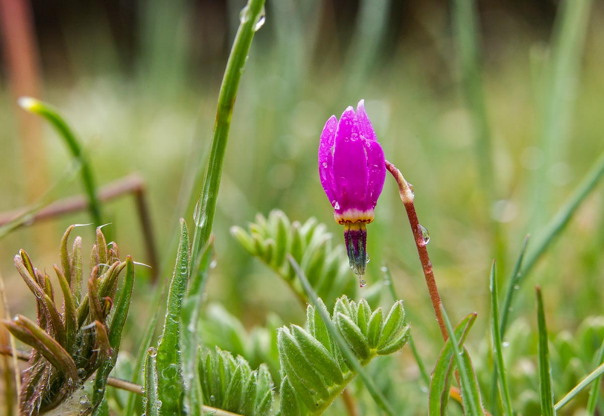 Few-flower Shooting Star