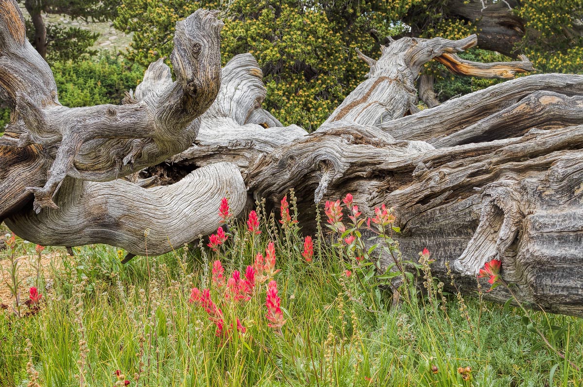 Paintbrush with Bristlecone Pine Colorado