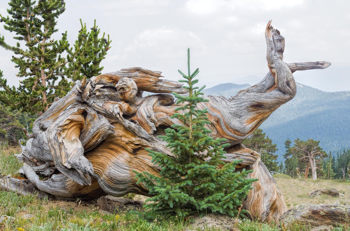 Bristlecone Pine with spruce Colorado
