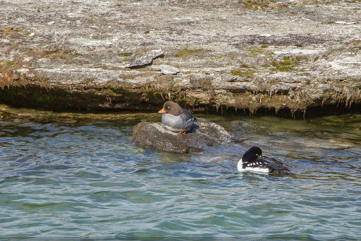 Barrow's Goldeneye Yellowstone Wyoming