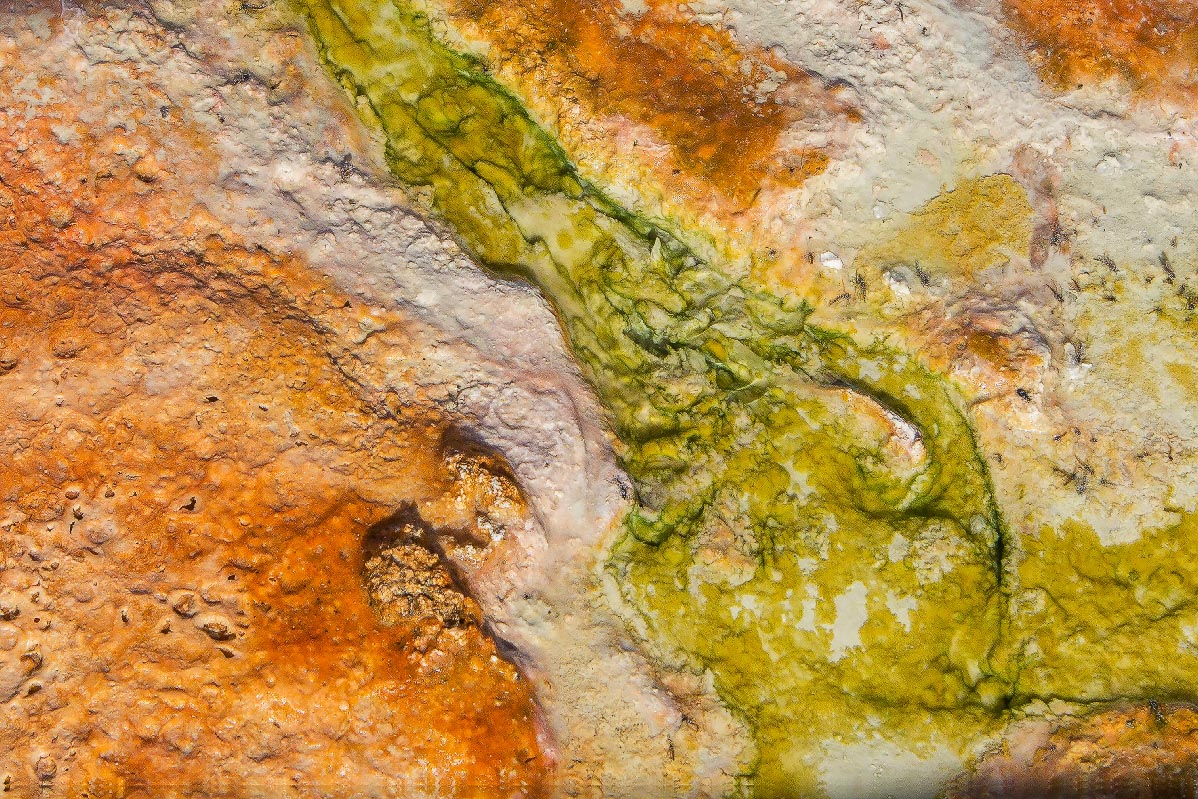 Thermophilic Algae Yellowstone Wyoming