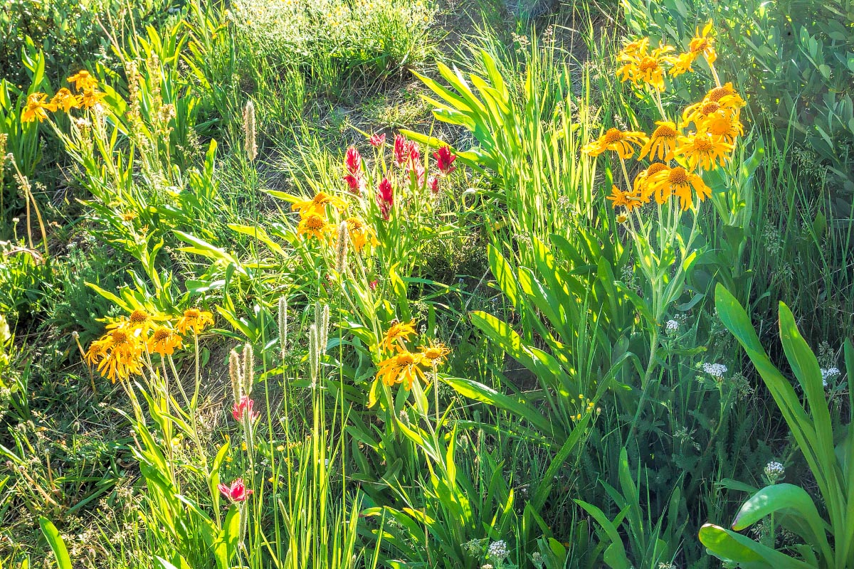 Guanella Pass wildflowers Colorado