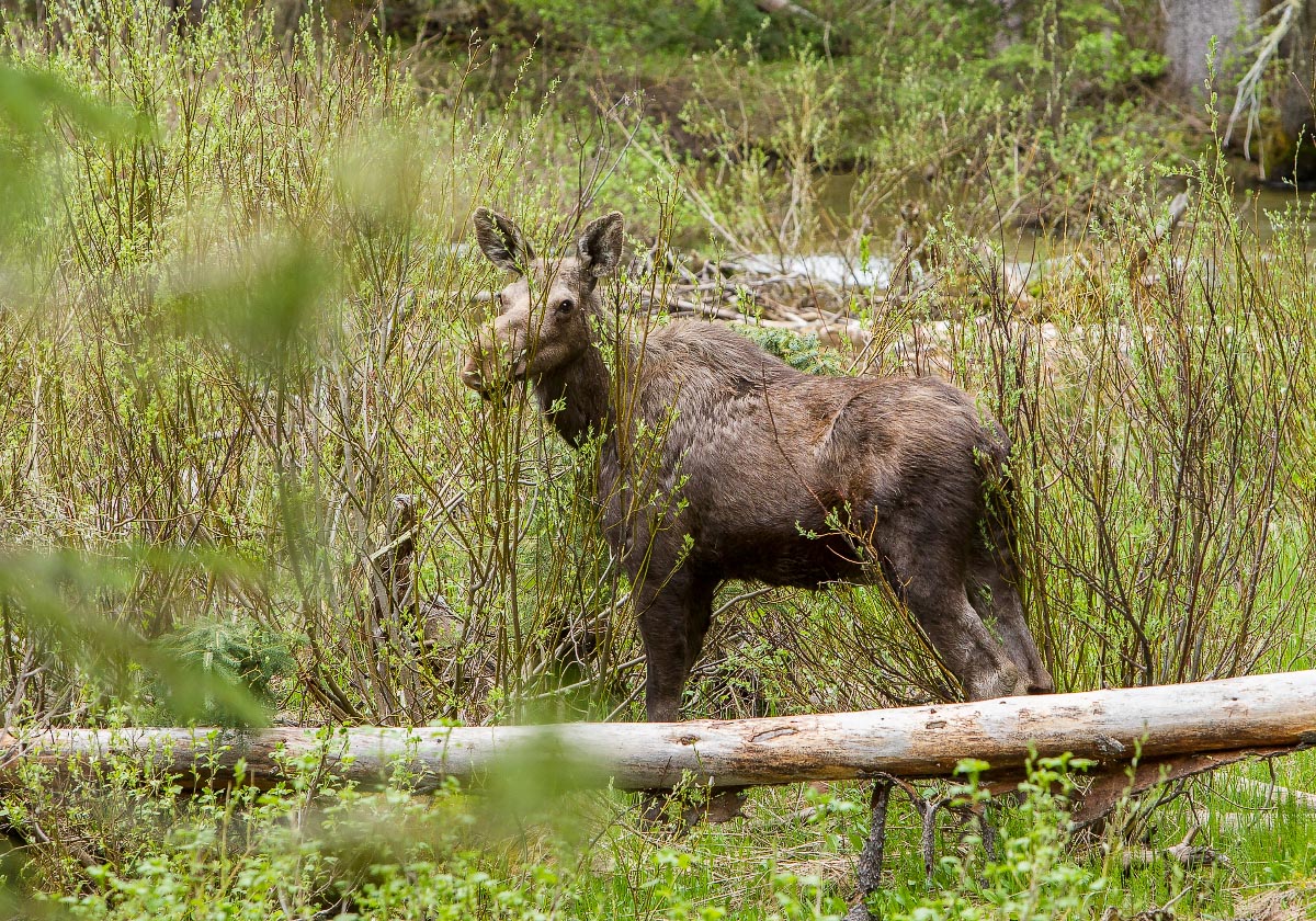 Moose Teton Canyon Wyoming