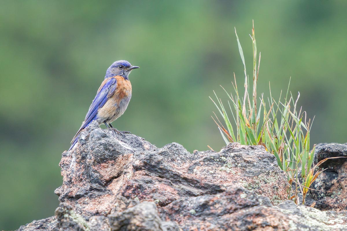 Western Bluebird Colorado