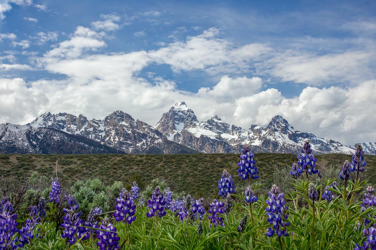 Lupine with Tetons Grand Teton National Park Wyoming