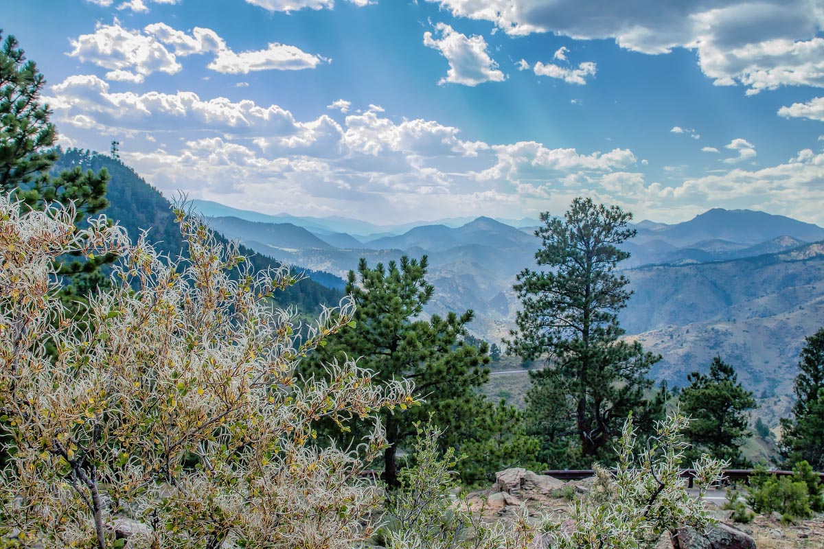 Lookout Mountain with Mountain Mahogany Colorado