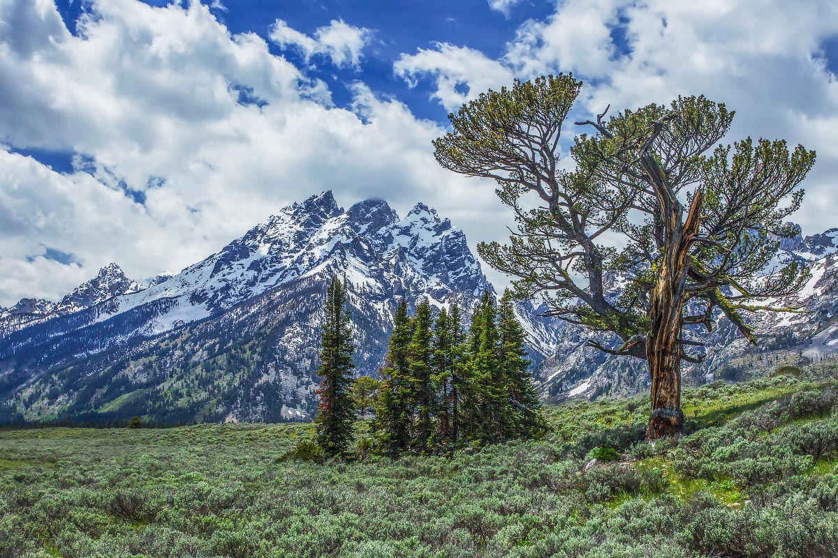 Old Patriarch Grand Teton National Park Wyoming