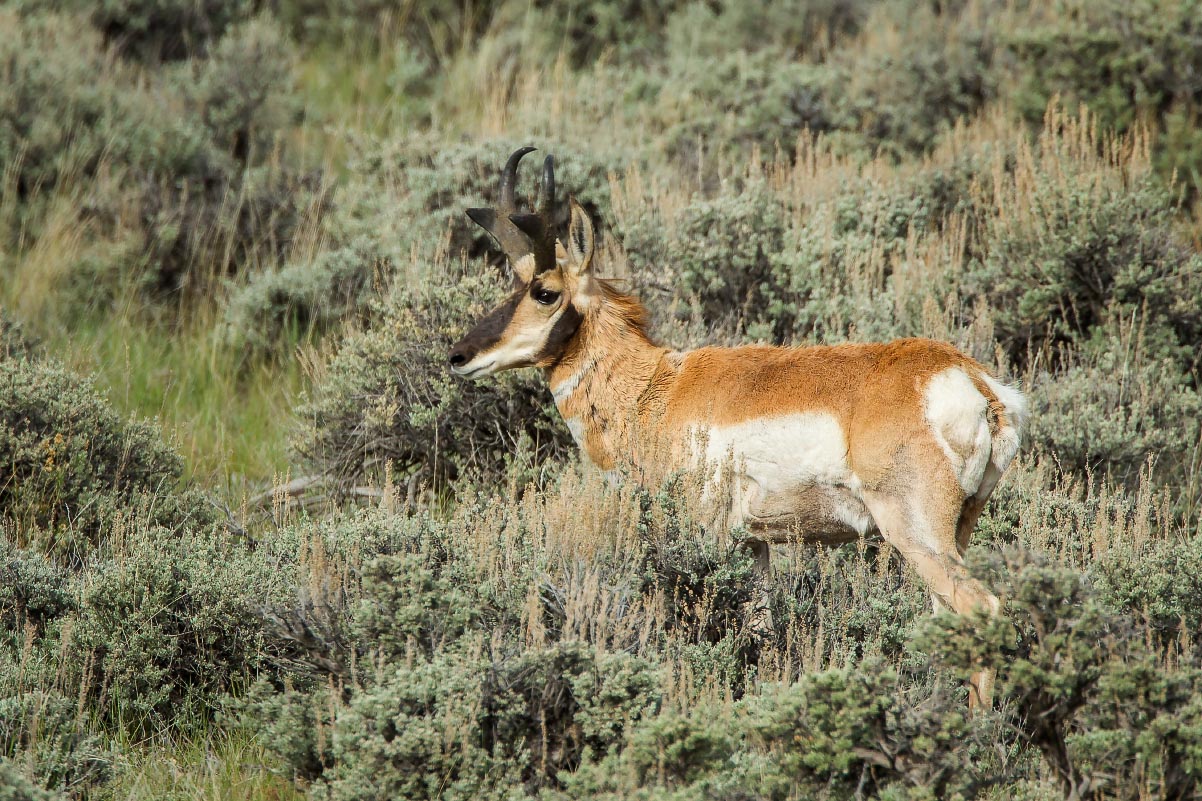 Pronghorn