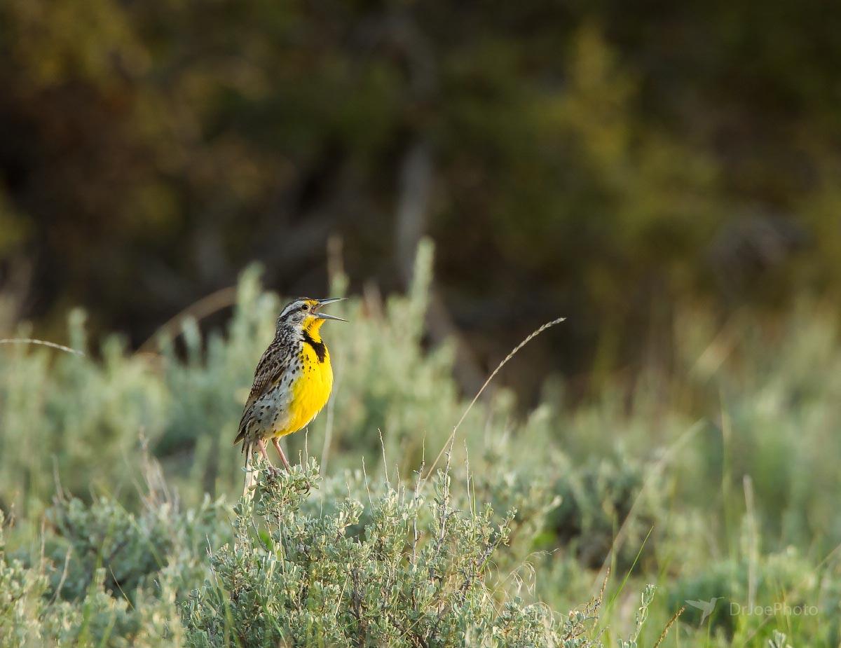 Western Meadowlark Lander Wyoming