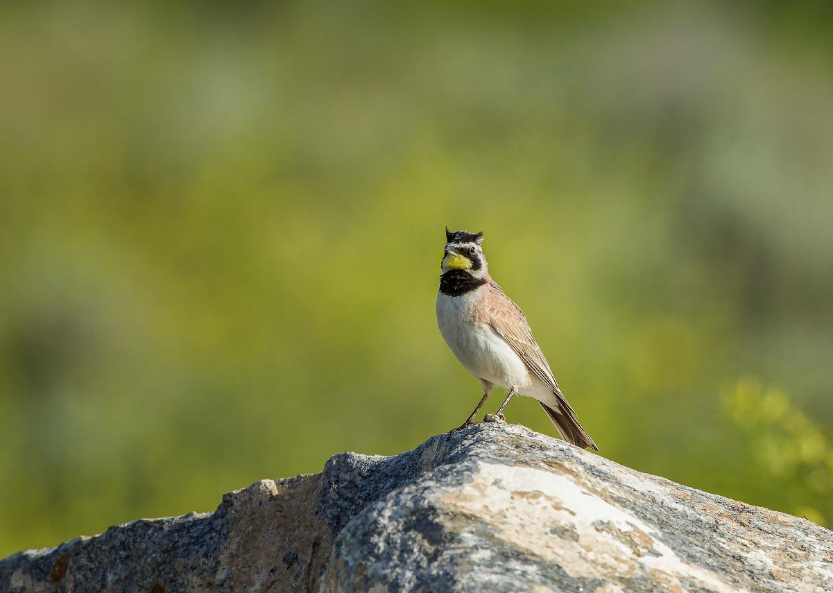 Horned Lark