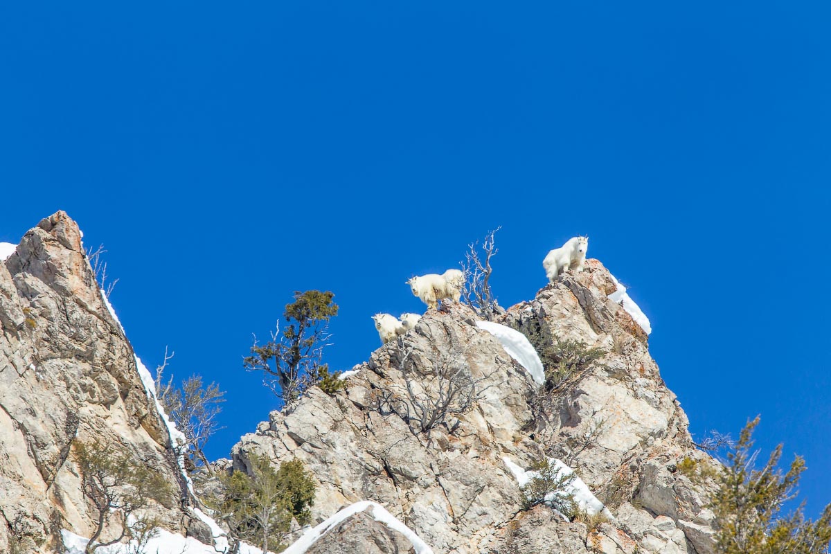 Mountain Goats Snake River Canyon Wyoming