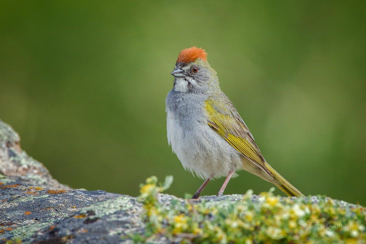 Green-tailed Towhee Sinks Canyon State Park Wyoming