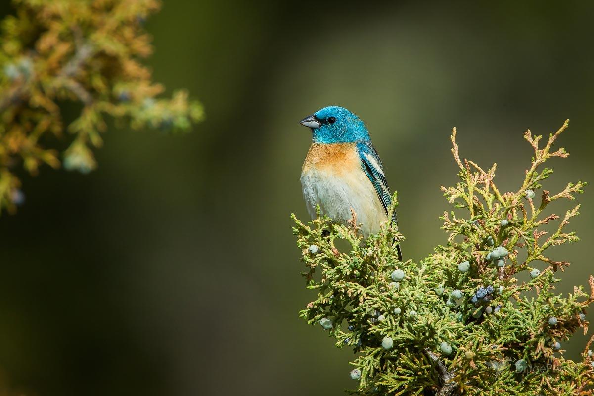 Lazuli Bunting