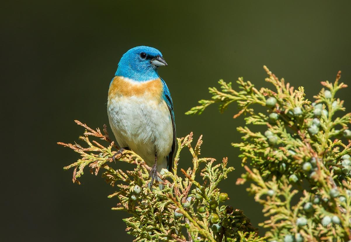 Lazuli BuntingLazuli Bunting Sinks Canyon State Park Wyoming