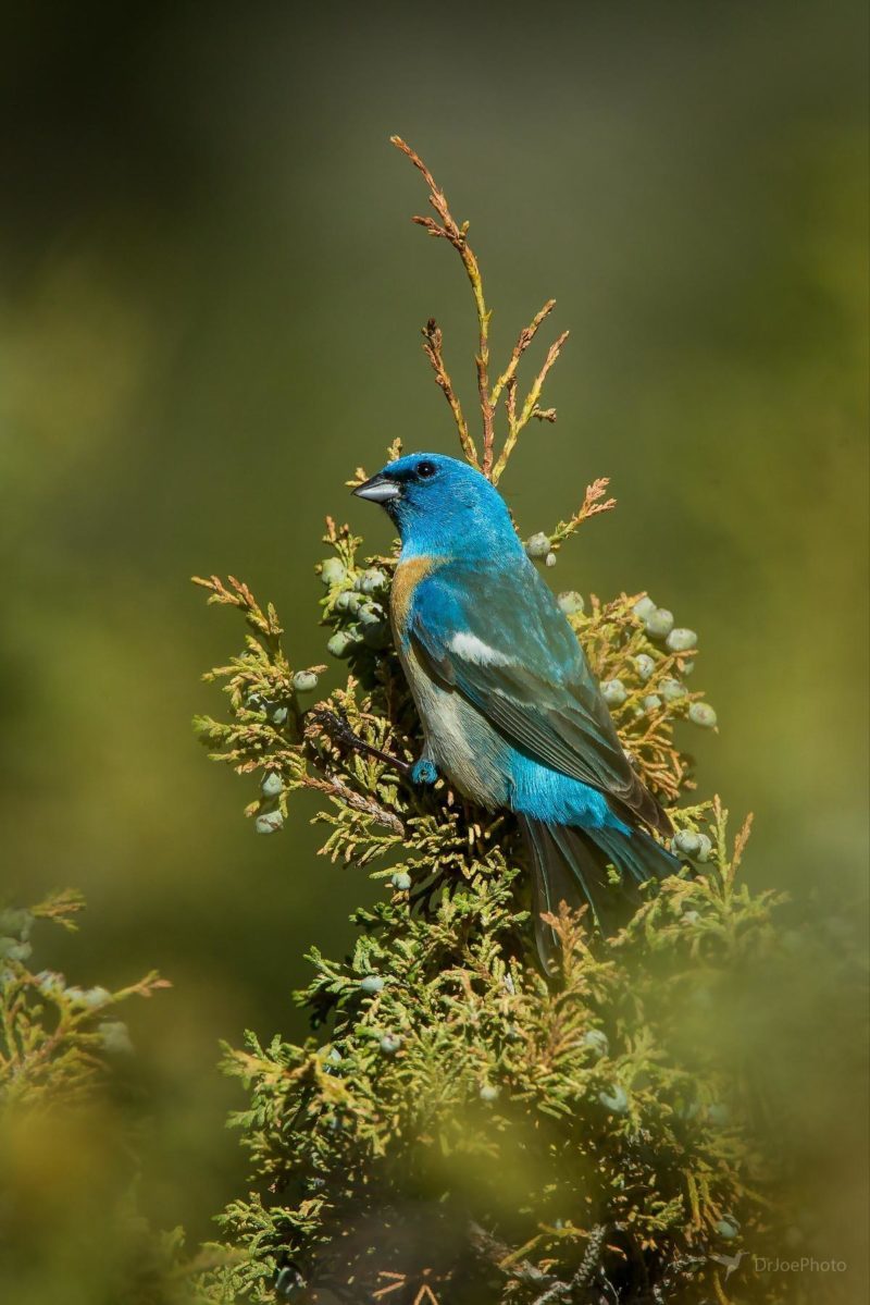 Lazuli Bunting