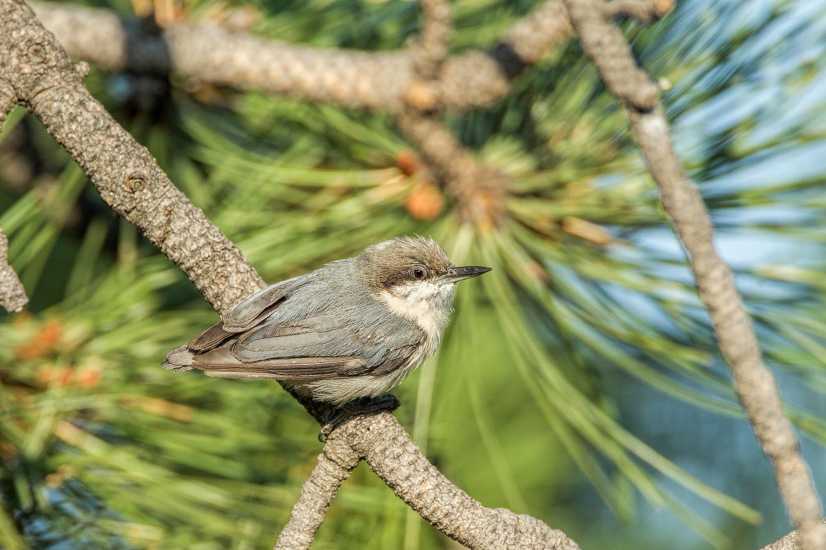 Pygmy Nuthatch Golden Colorado