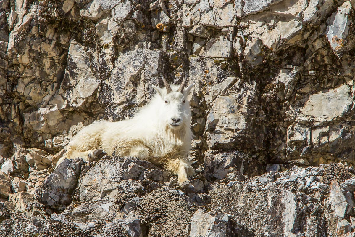 Mountain Goat Snake River Canyon Wyoming