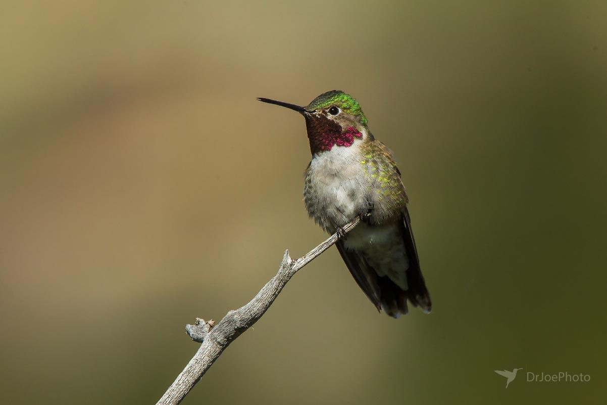 Broad-billed Hummingbird