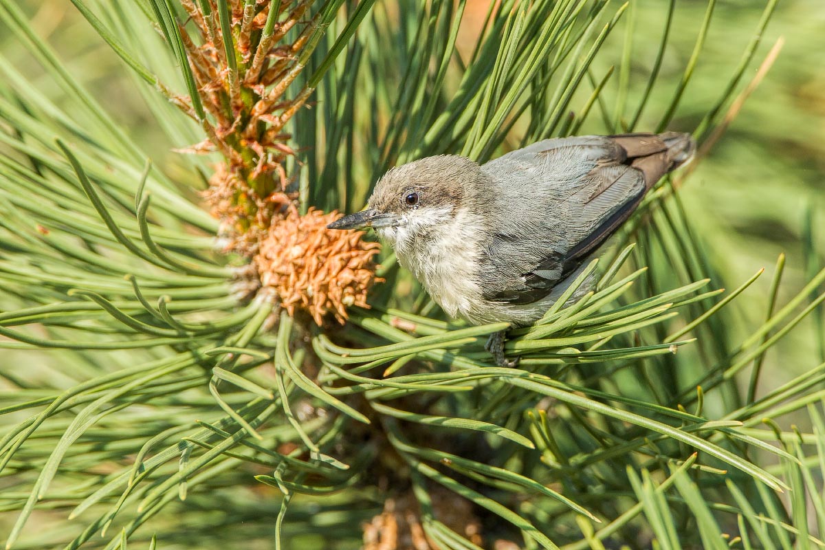 Pygmy Nuthatch Colorado