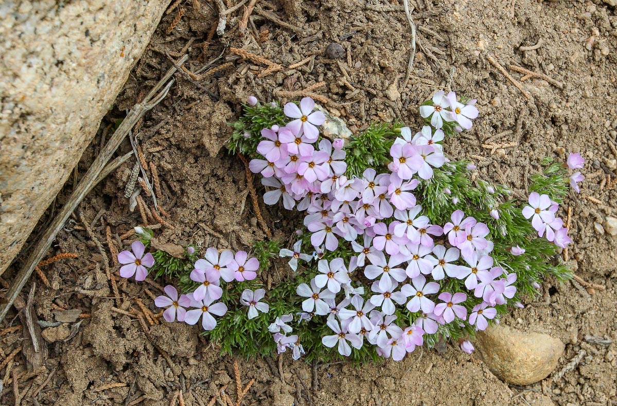 Spreading Phlox