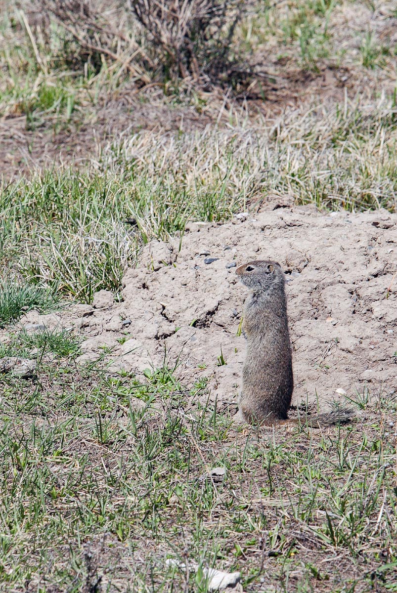 Uinta Ground Squirrel