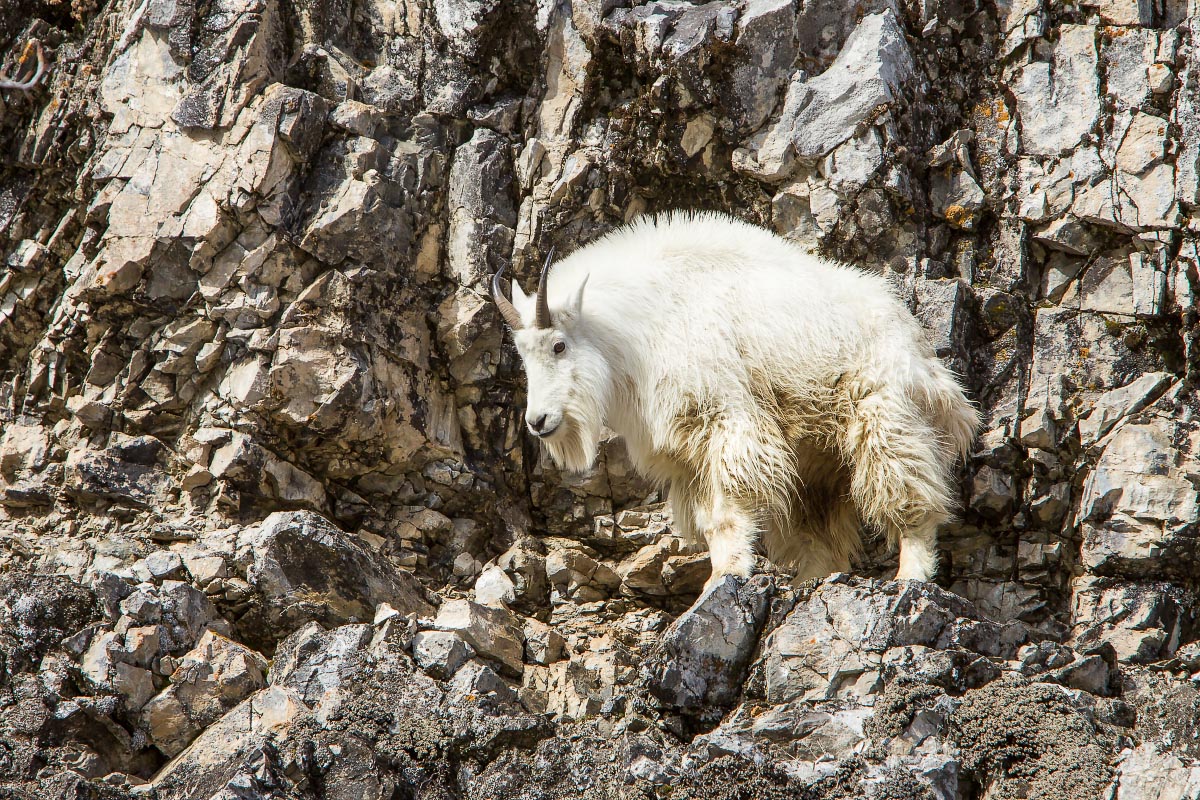 Mountain Goat Snake River Canyon Wyoming