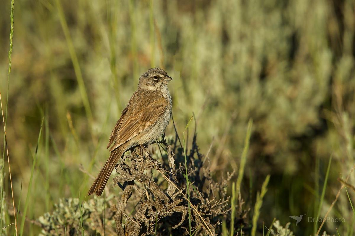 Sagebrush Sparrow