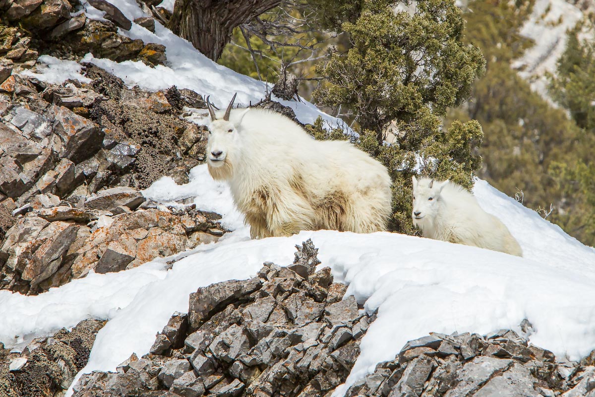 Mountain Goats Snake River Canyon Wyoming