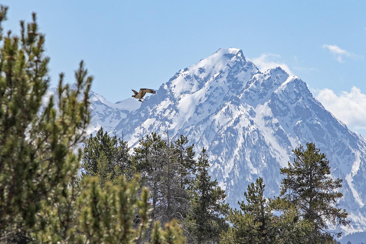 Grand Teton National Park Wyoming Osprey