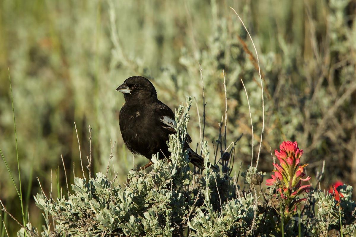 Lark Bunting Gas Hills Wyoming