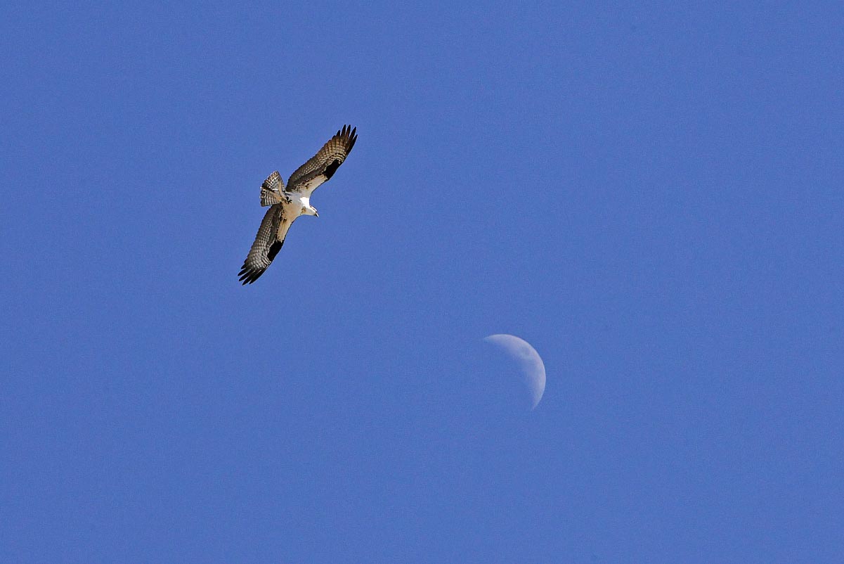 Osprey with moon